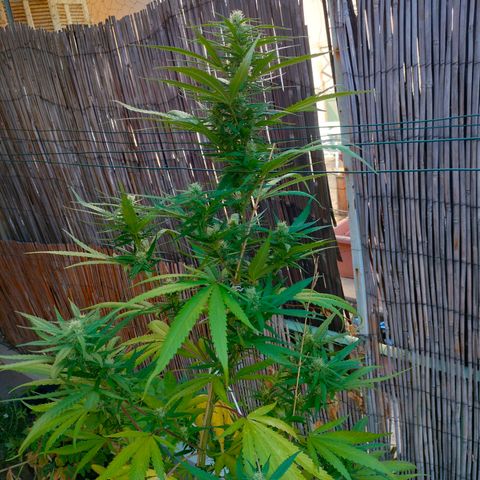 Hindu Kush growlog timeline photo