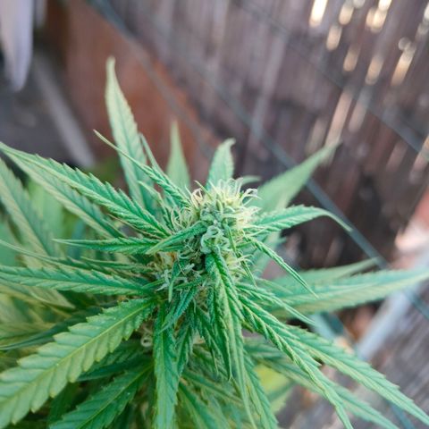 Hindu Kush growlog timeline photo