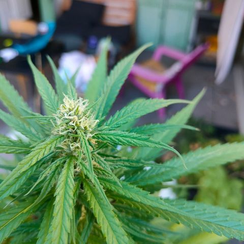 Hindu Kush growlog timeline photo