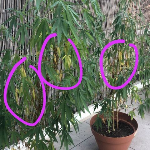 Hindu Kush growlog timeline photo