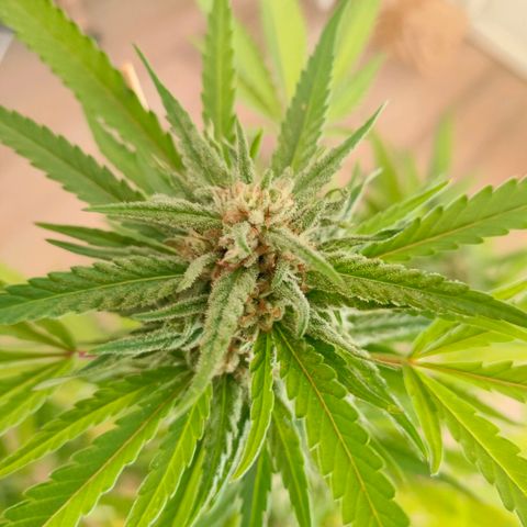 Sweet Lemon AK growlog timeline photo
