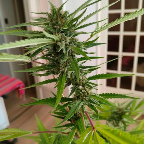 Sweet Lemon AK growlog timeline photo