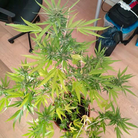 Sweet Lemon AK growlog timeline photo