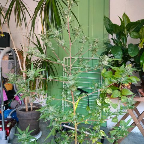 Sweet Lemon AK growlog timeline photo