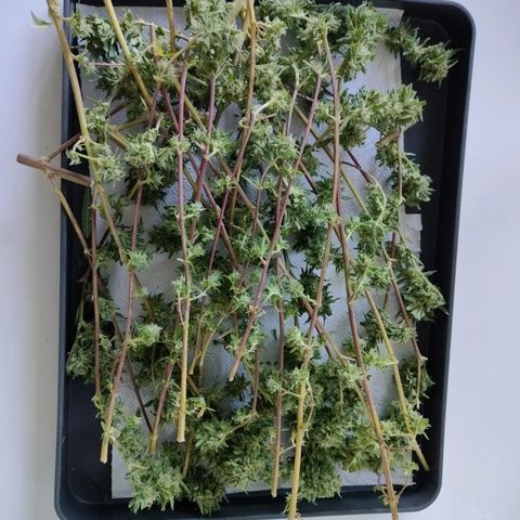 Sweet Lemon AK growlog timeline photo