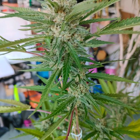 Sweet Lemon AK growlog timeline photo