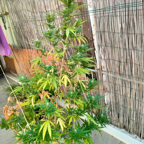 Hindu Kush growlog timeline photo
