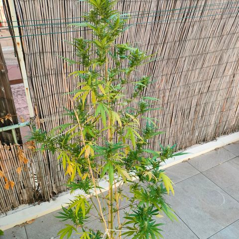 Hindu Kush growlog timeline photo
