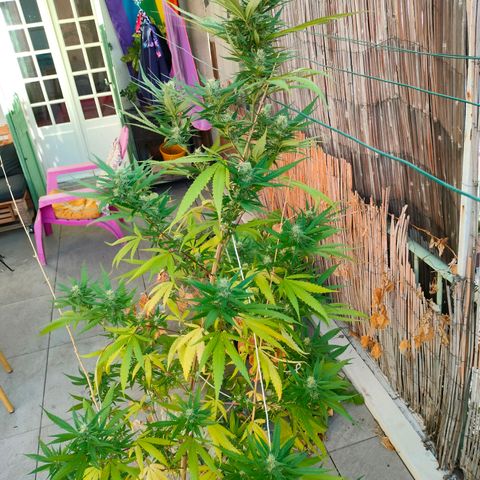 Hindu Kush growlog timeline photo
