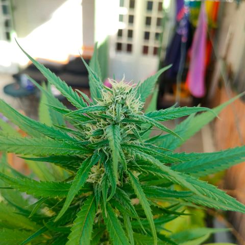 Hindu Kush growlog timeline photo