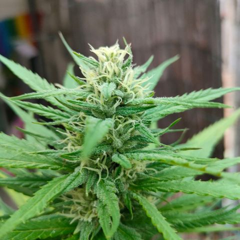 Hindu Kush growlog timeline photo