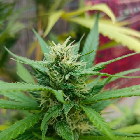 Hindu Kush growlog timeline photo