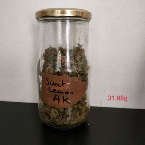 Sweet Lemon AK growlog timeline photo