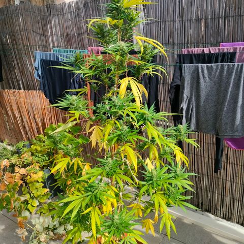 Hindu Kush growlog timeline photo