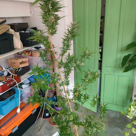 Hindu Kush growlog timeline photo