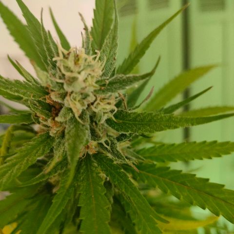 Hindu Kush growlog timeline photo