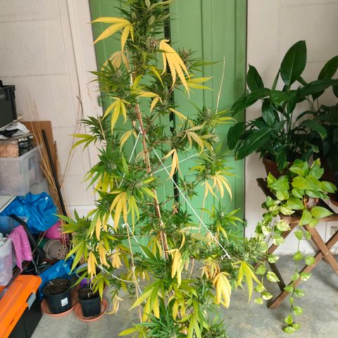 Hindu Kush growlog timeline photo