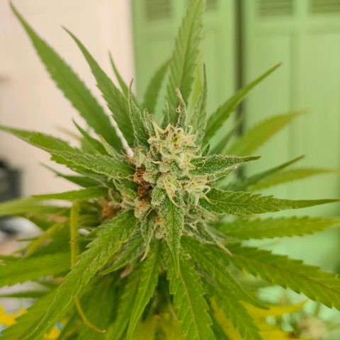 Hindu Kush growlog timeline photo