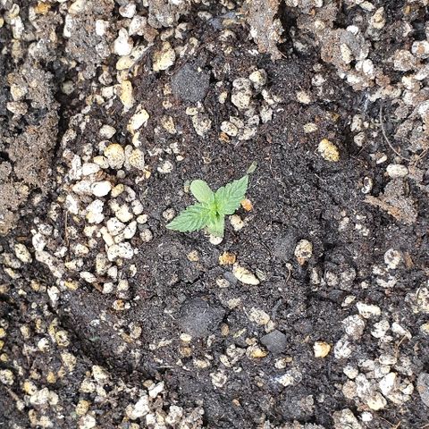 00 seed-Nort.Light-Direct Supersoil-AUTO growlog photo: Just spread