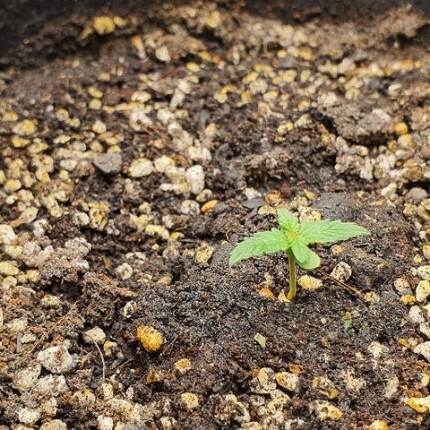00 seed-Nort.Light-Direct Supersoil-AUTO growlog photo: Open the cup