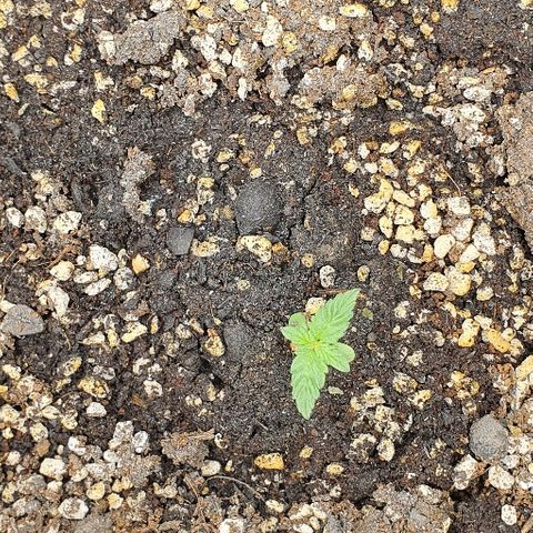 00 seed-Nort.Light-Direct Supersoil-AUTO growlog photo: Open the cup