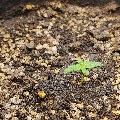 00 seed-Nort.Light-Direct Supersoil-AUTO growlog timeline photo