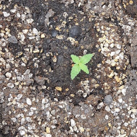 00 seed-Nort.Light-Direct Supersoil-AUTO growlog photo: Just open