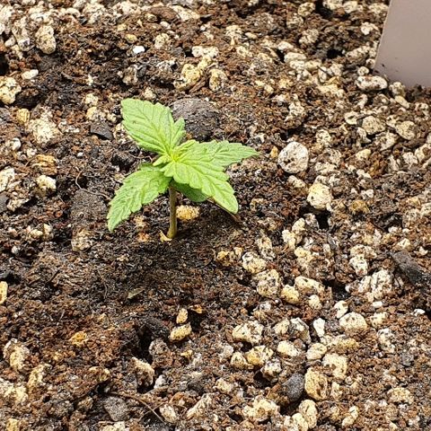 00 seed-Nort.Light-Direct Supersoil-AUTO growlog photo: Ph 6.2