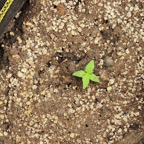 00 seed-Nort.Light-Direct Supersoil-AUTO growlog photo: Ph 6.2