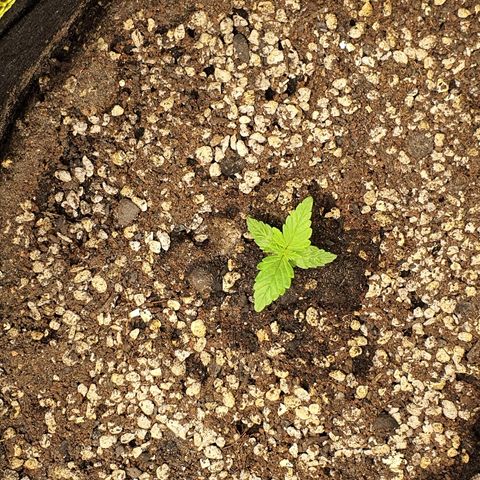 00 seed-Nort.Light-Direct Supersoil-AUTO growlog timeline photo