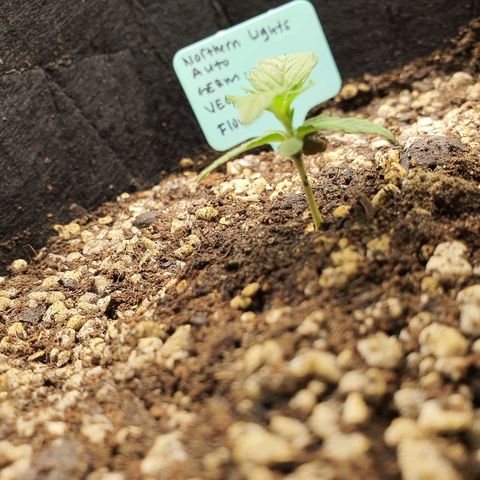 00 seed-Nort.Light-Direct Supersoil-AUTO growlog timeline photo