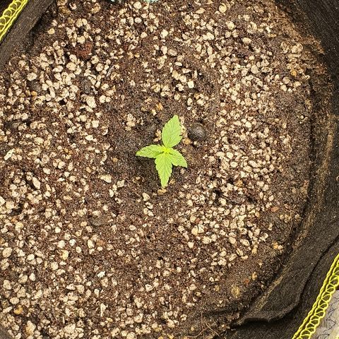 00 seed-Nort.Light-Direct Supersoil-AUTO growlog timeline photo