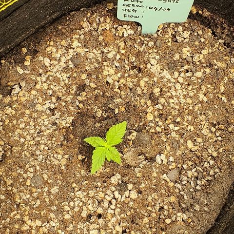 00 seed-Nort.Light-Direct Supersoil-AUTO growlog timeline photo