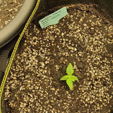 00 seed-Nort.Light-Direct Supersoil-AUTO growlog photo: Doing good with nutr