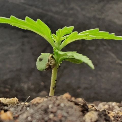 00 seed-Nort.Light-Direct Supersoil-AUTO growlog photo: Doing good with nutr