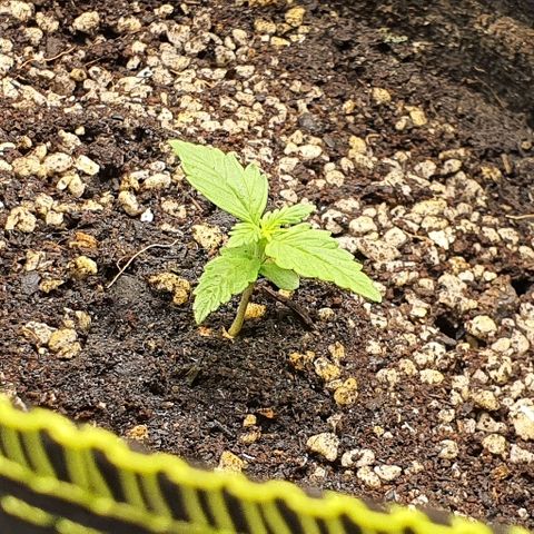 00 seed-Nort.Light-Direct Supersoil-AUTO growlog photo: Doing good with nutr