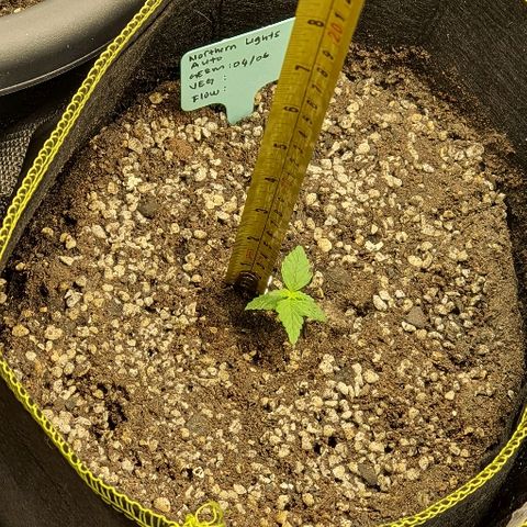 00 seed-Nort.Light-Direct Supersoil-AUTO growlog photo: Doing good with nutr