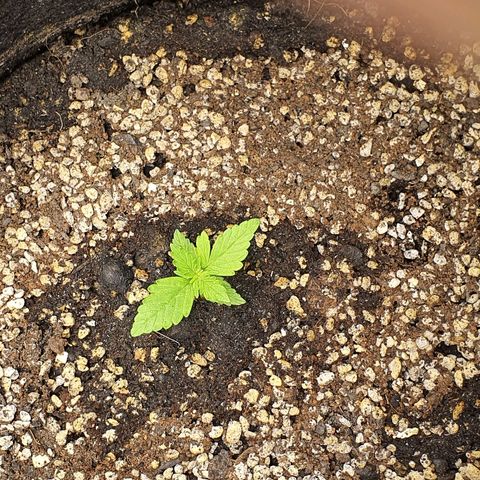 00 seed-Nort.Light-Direct Supersoil-AUTO growlog timeline photo