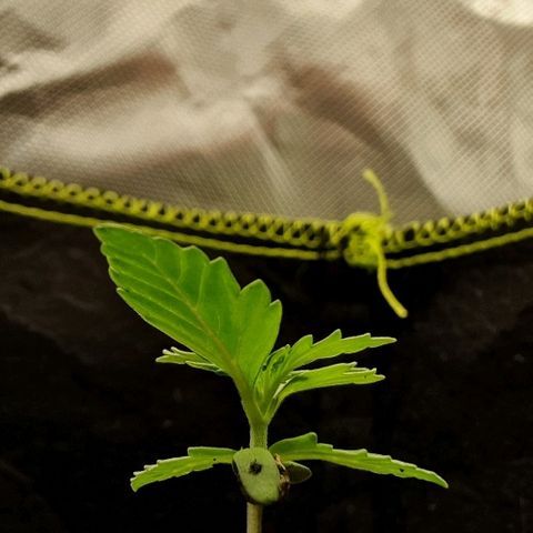 00 seed-Nort.Light-Direct Supersoil-AUTO growlog timeline photo