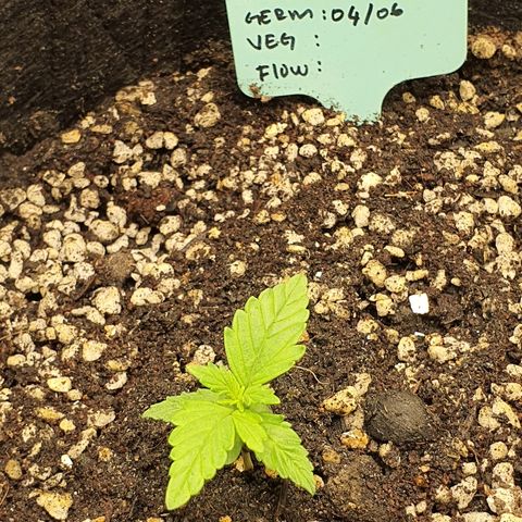 00 seed-Nort.Light-Direct Supersoil-AUTO growlog timeline photo