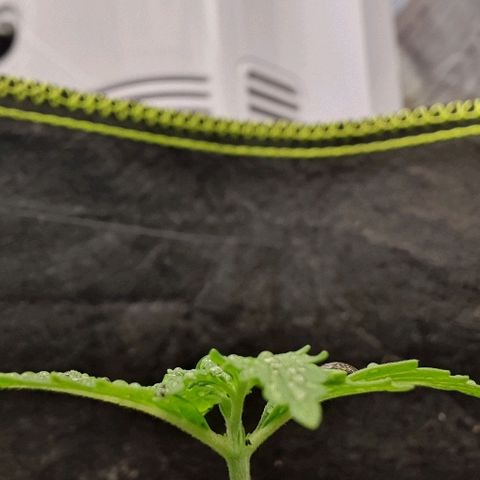 00 seed-Nort.Light-Direct Supersoil-AUTO growlog timeline photo