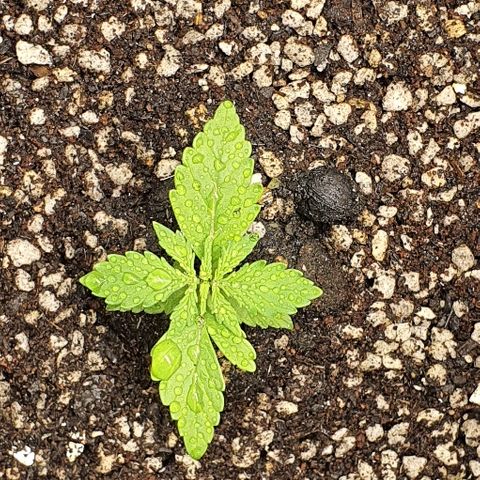 00 seed-Nort.Light-Direct Supersoil-AUTO growlog timeline photo