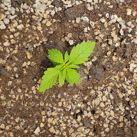 00 seed-Nort.Light-Direct Supersoil-AUTO growlog timeline photo