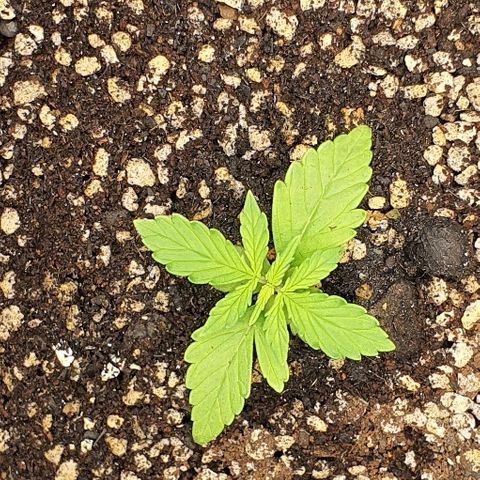 00 seed-Nort.Light-Direct Supersoil-AUTO growlog timeline photo