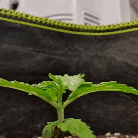 00 seed-Nort.Light-Direct Supersoil-AUTO growlog timeline photo