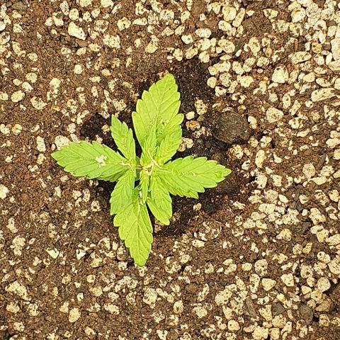 00 seed-Nort.Light-Direct Supersoil-AUTO growlog timeline photo