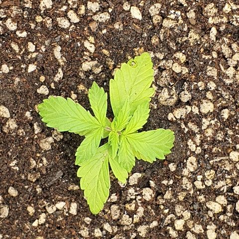 00 seed-Nort.Light-Direct Supersoil-AUTO growlog photo: Leaf looks a bit greeny