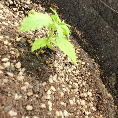 00 seed-Nort.Light-Direct Supersoil-AUTO growlog photo: Leaf looks a bit greeny