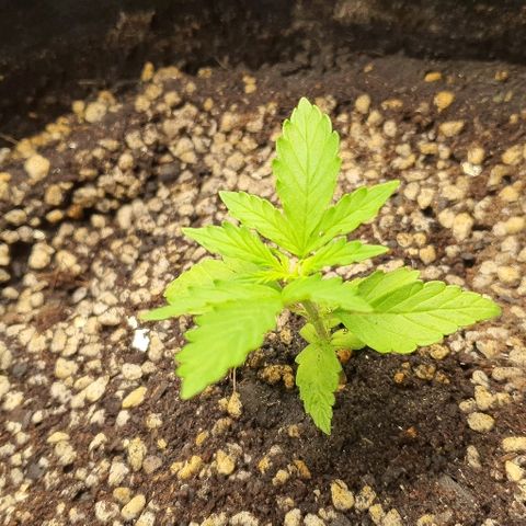 00 seed-Nort.Light-Direct Supersoil-AUTO growlog timeline photo