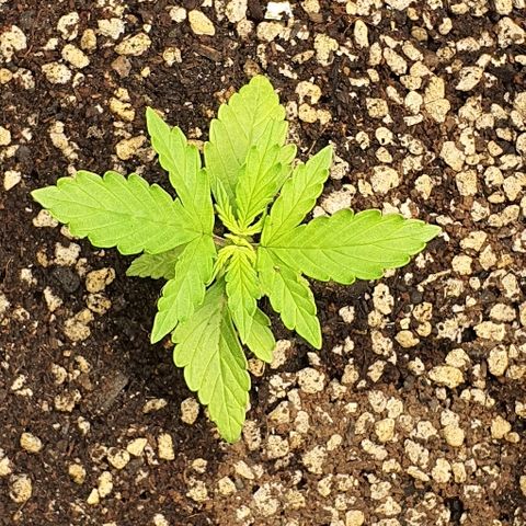 00 seed-Nort.Light-Direct Supersoil-AUTO growlog timeline photo
